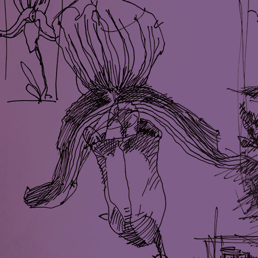 pen and ink drawing of an orchid