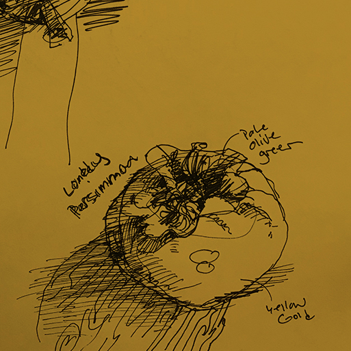 tinted drawing of a persimmon