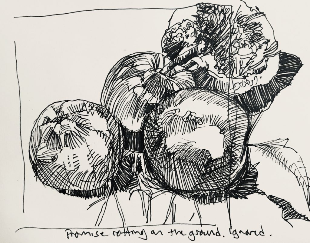 apples rotting on the ground