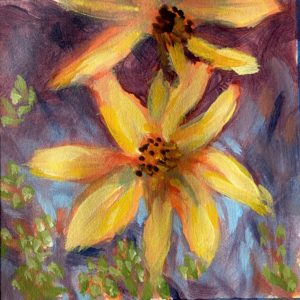 Coreopsis mini