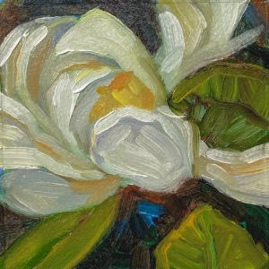 Magnolia blossom in shadow